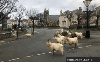 Historical Attachment 1, Figure 4 — Animals appearing in an urban street during reduced human activity. Historical Attachment 1, Figure 4 — Animals appearing in an urban street during reduced human activity.